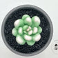 Succulent Pot