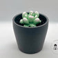 Succulent Pot