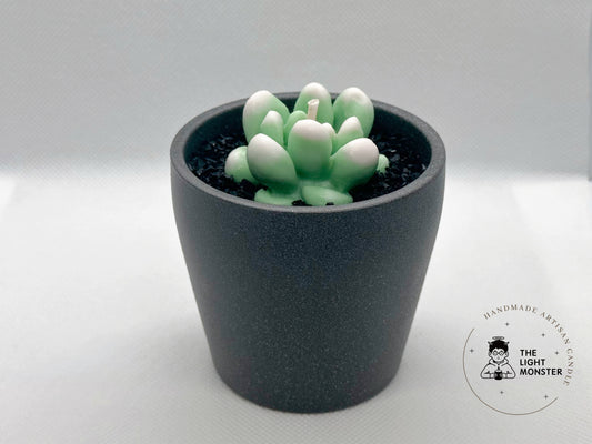 Succulent Pot