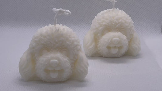 Little Poodle