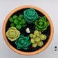 Succulent - TheLightMonster