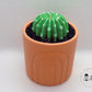 Melocactus - TheLightMonster